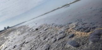 tar on a beach in Veracruz