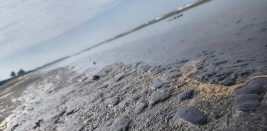 tar on a beach in Veracruz