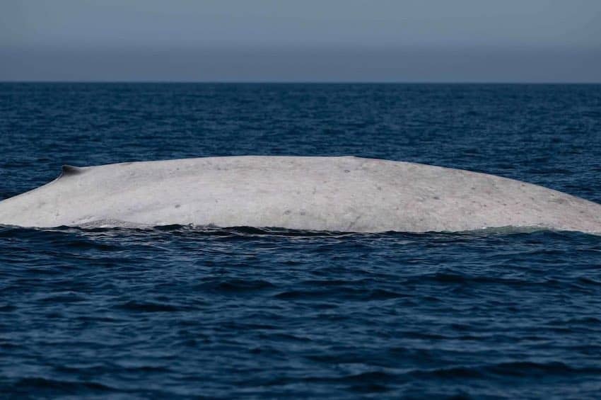 Rare albino blue whale sighted off coast of Loreto