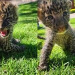 two newbordn leopards