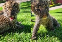 two newbordn leopards