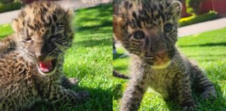 two newbordn leopards