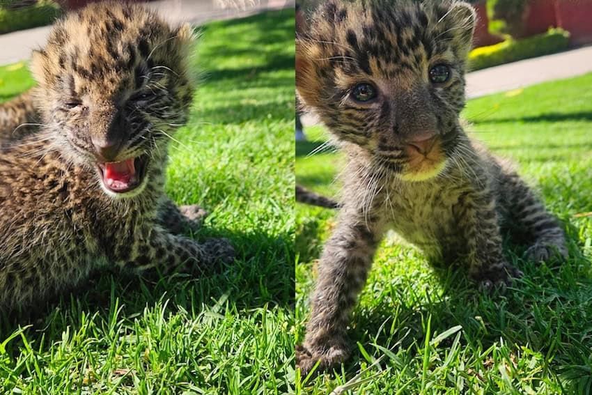Irapuato zoo welcomes a pair of rare African leopard cubs