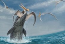 rendering of species