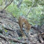 jaguar in Guanajuato's Sierra Gorda Biosphere Reserve