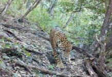 jaguar in Guanajuato's Sierra Gorda Biosphere Reserve