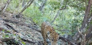 jaguar in Guanajuato's Sierra Gorda Biosphere Reserve