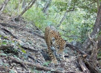 jaguar in Guanajuato's Sierra Gorda Biosphere Reserve