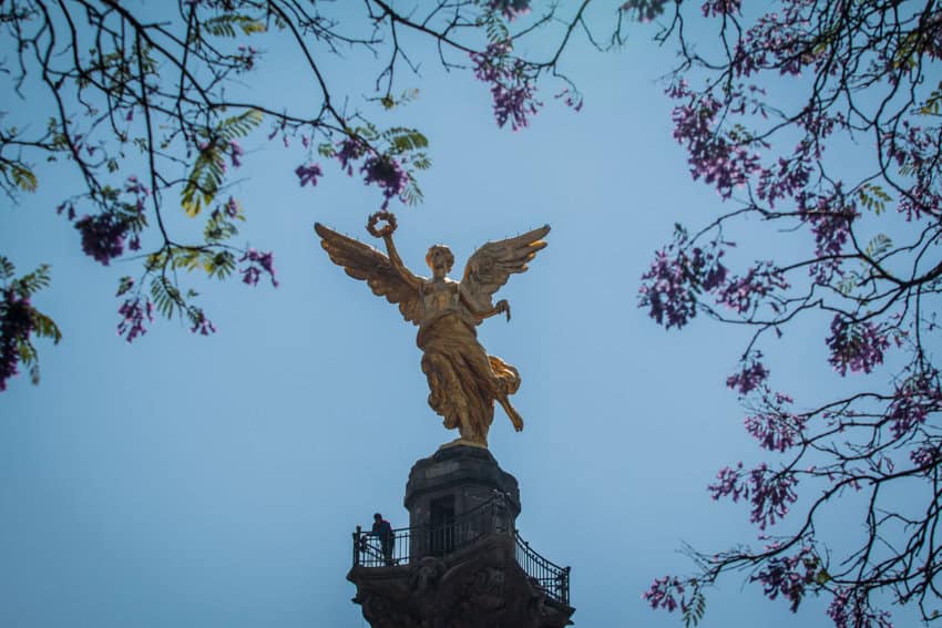 When CDMX turns purple: Get the best views of the capital’s jacaranda spring super-bloom at these key spots