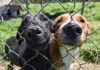 Two shelter dogs press their noses through fence holes