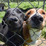 Two shelter dogs press their noses through fence holes