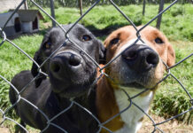 Two shelter dogs press their noses through fence holes