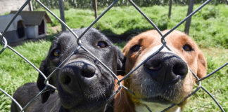 Two shelter dogs press their noses through fence holes