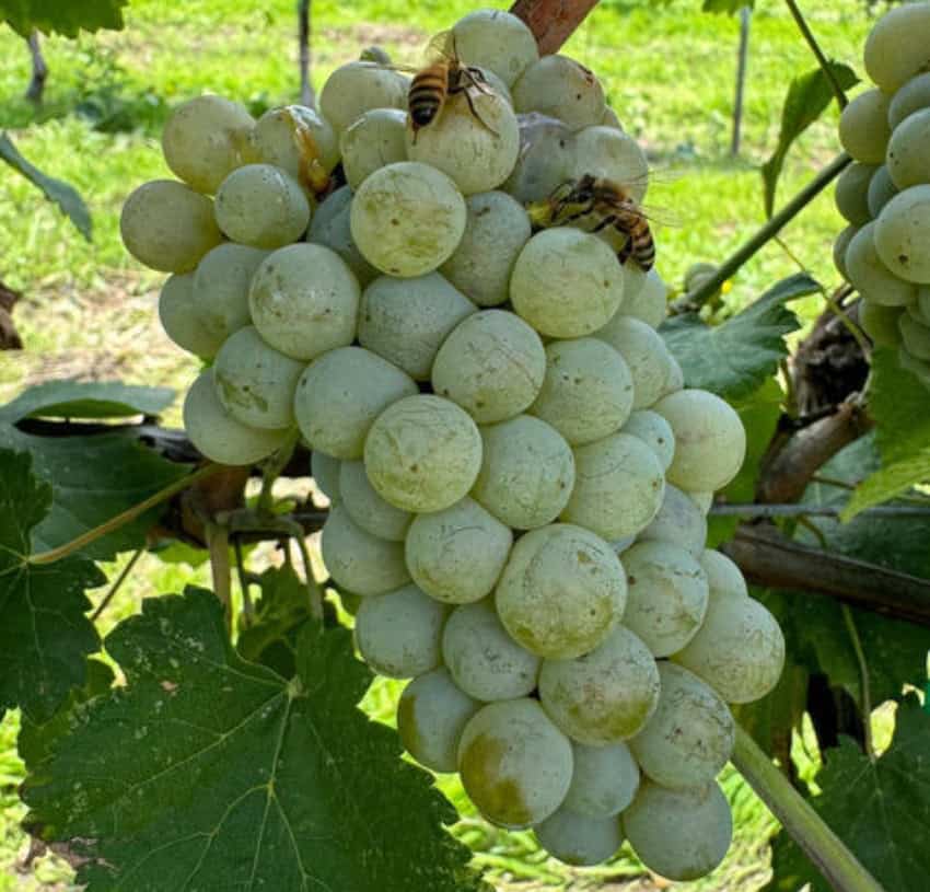 Albariño grapes