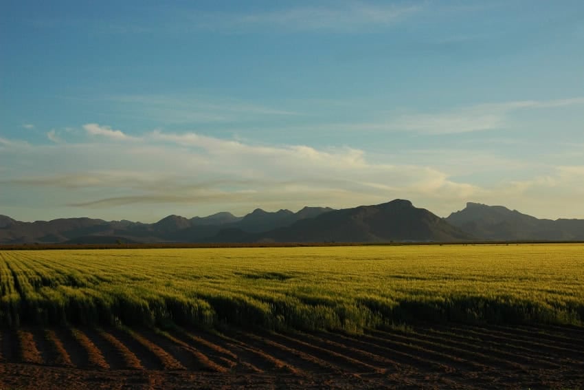 Wheat fields in the Yaqui Valley in Sonora, Mexico.