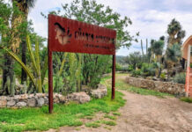 Nature trail in a semi-desert park with a wooden entrance sign that says in Spanish El Charco del Ingenio, jardin botanica. The entrance to the trail is winding and ringed on both sides by stone walls with landscaped cacti of various types.