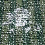 an aerial shot of hundreds of soccer players on an artificial turf set up in Mexico City's Zócalo