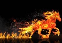 Year of the Fire Horse