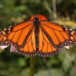 Monarch butterfly
