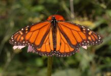 Monarch butterfly