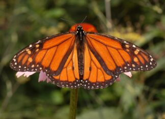 Monarch butterfly