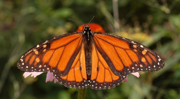 Monarch butterfly