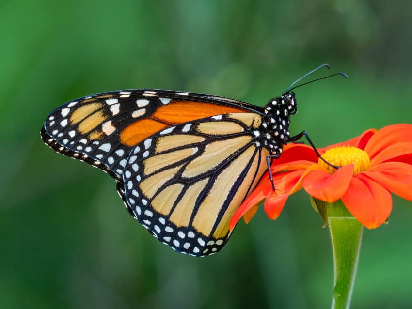 Monarch butterfly atop a flower