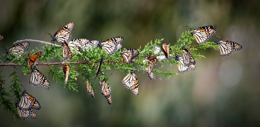 Monarch butterfies on tree limbs