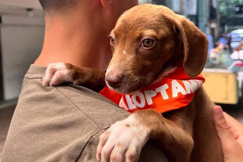 adoption dog in Mexico