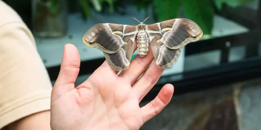 Mariposario Jardín Mágico