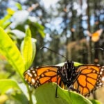 A monarch butterfly sits on a milkweed leaf in a fir forest