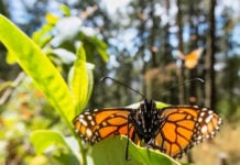 A monarch butterfly sits on a milkweed leaf in a fir forest