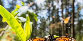 A monarch butterfly sits on a milkweed leaf in a fir forest