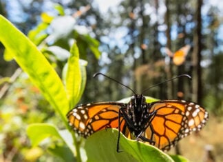 A monarch butterfly sits on a milkweed leaf in a fir forest