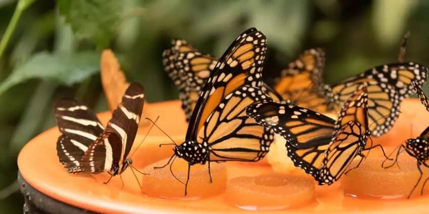 Mariposario Jardín Mágico