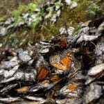 Monarch butterflies dead
