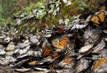 Monarch butterflies dead