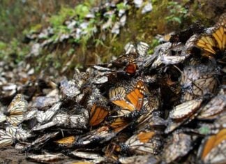 Monarch butterflies dead