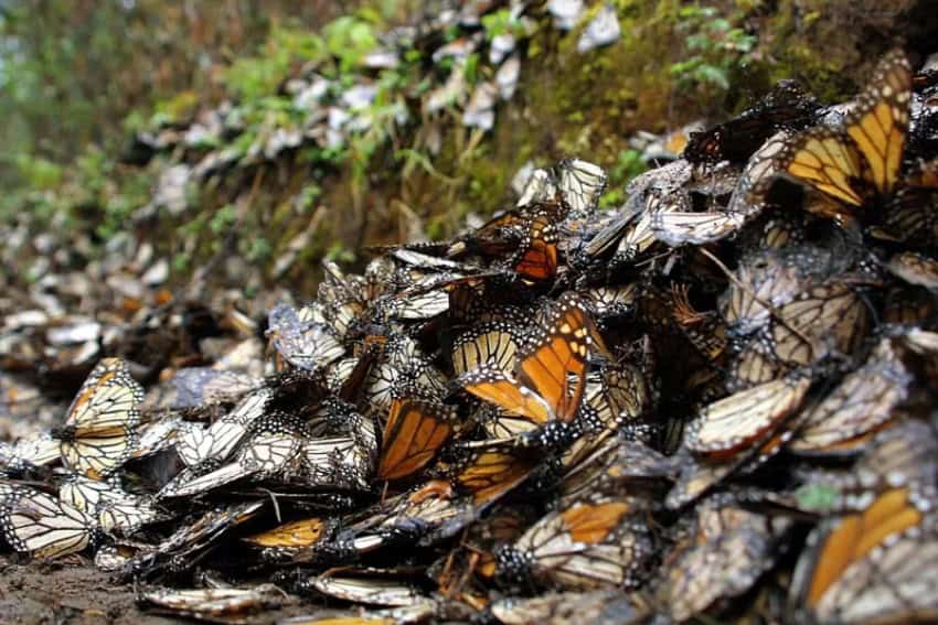 Beyond drugs: How cartel economics are killing the monarch migration
