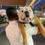 huge dog at the mall