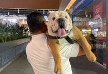 huge dog at the mall