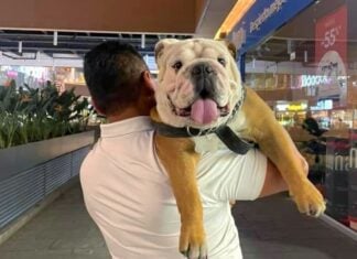 huge dog at the mall