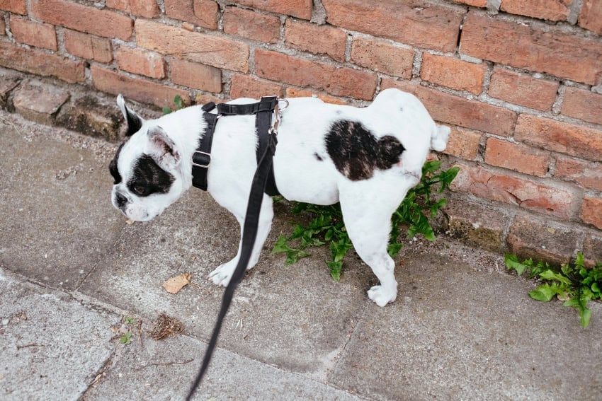 dog peeing on brick wall