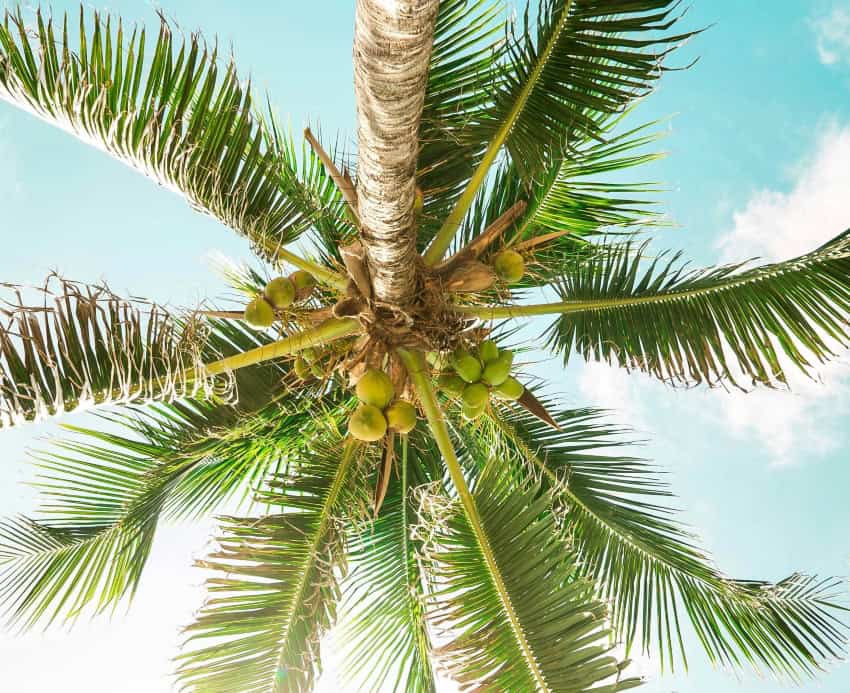 Coconut palm