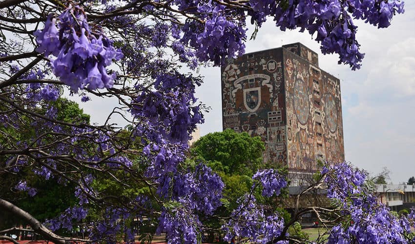 A brick buidling painted with various logos and images in the style of the Aztecs, with the National Autonoumous University of Mexico log at the center, surrounded by jacaranda trees in bloom on the Ciudad Universitaria campus in Mexico City.