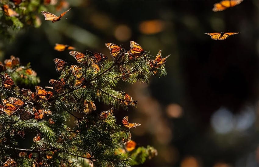 Monarch butterflies cover the branches of a fir tree