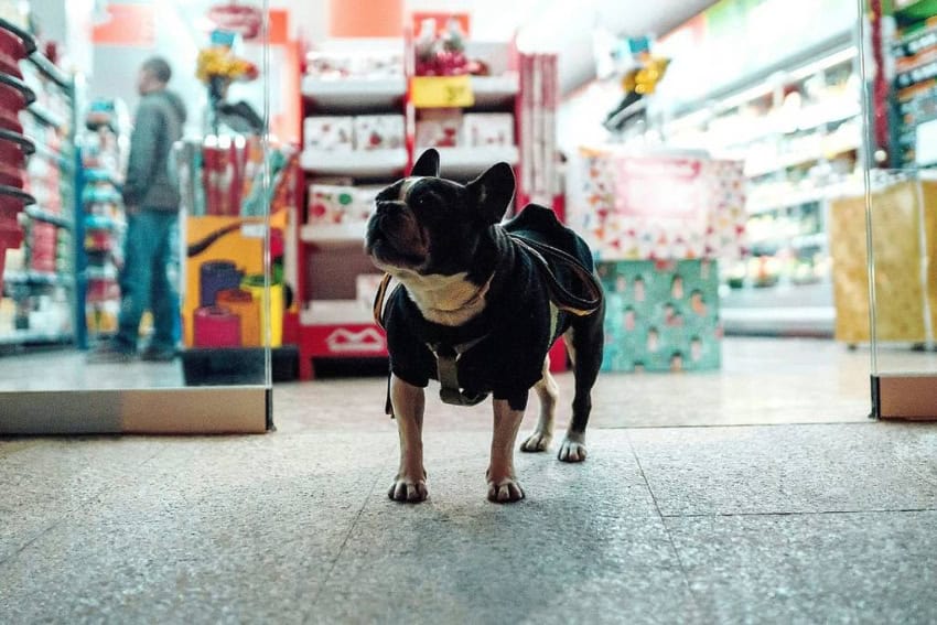 dog in the mall