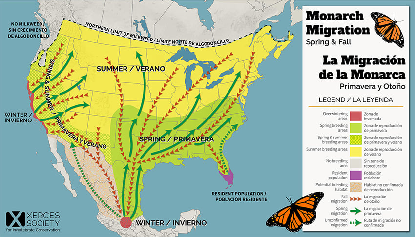 A map showing monarch butterfly migration routes through North America