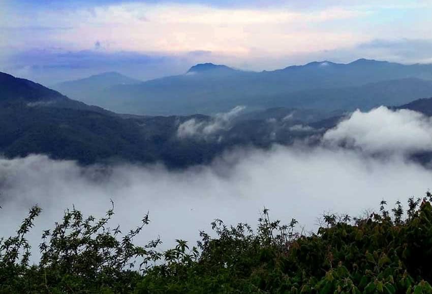 cloud forest of Manantlán