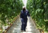 A greenhouse worker inspects tomato plants in Zacatecas.